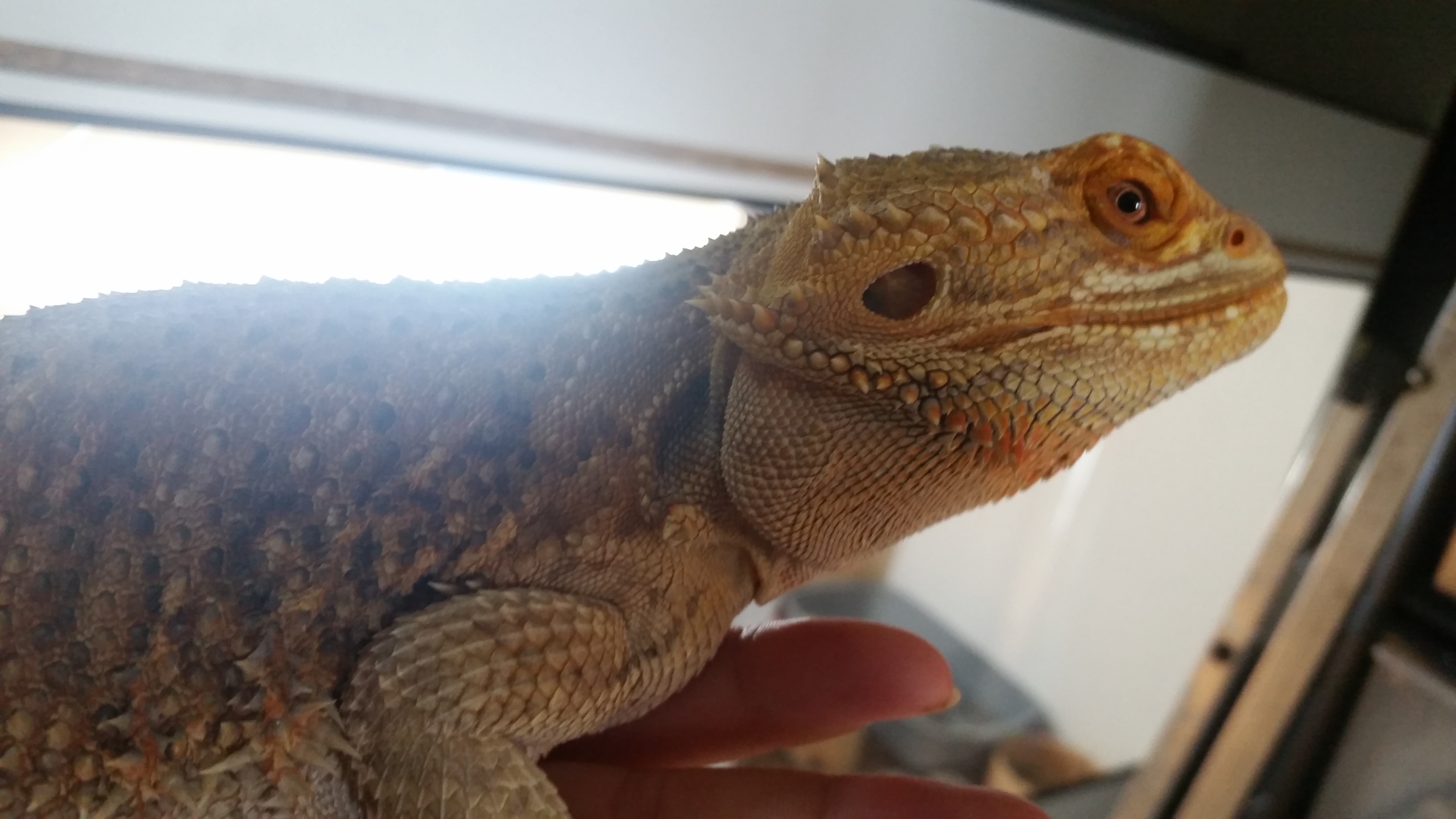 RepTylers We Bring The Zoo To You Brighton Reptile Parties Family