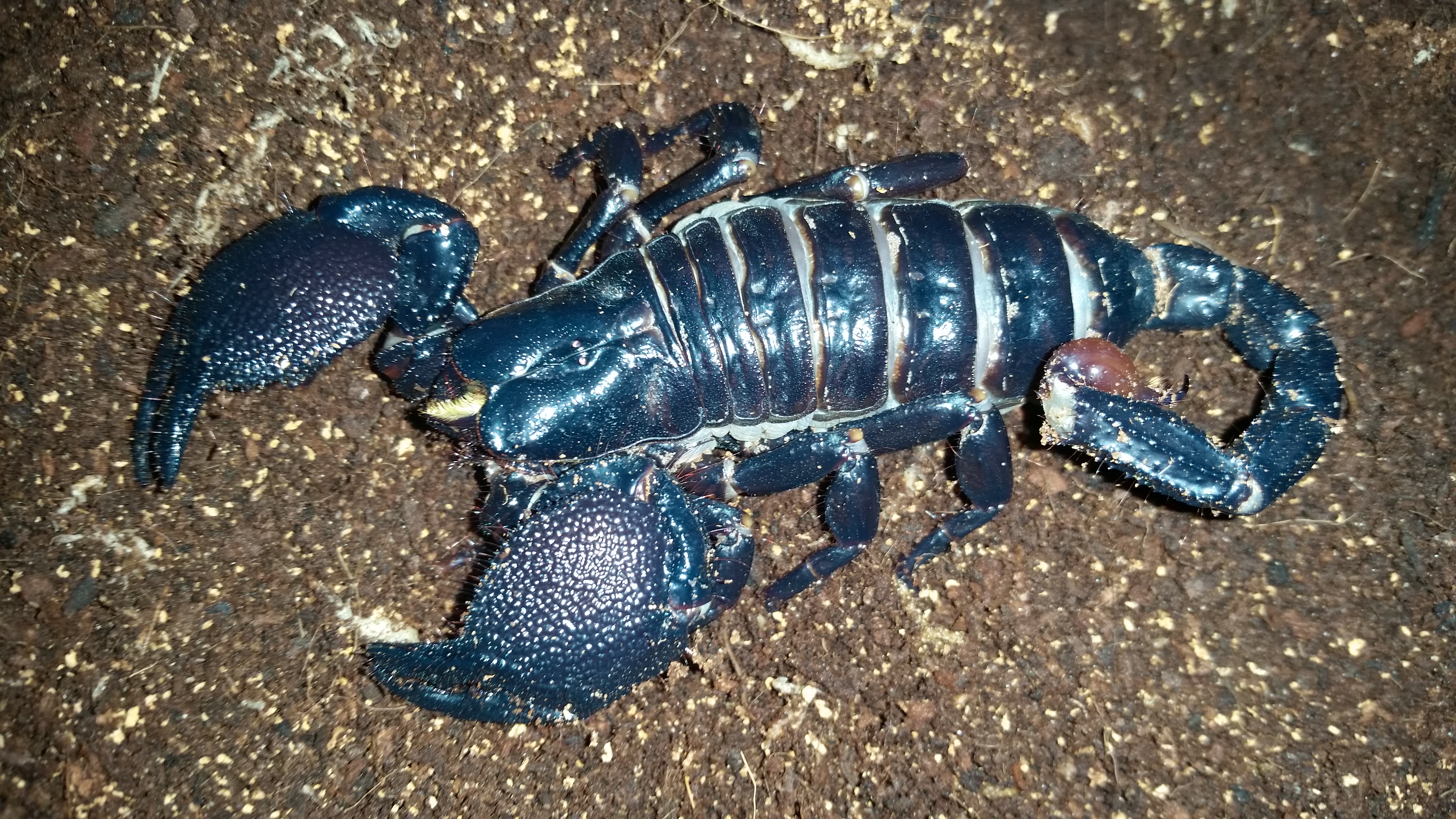 RepTylers We Bring The Zoo To You Brighton Reptile Parties Family