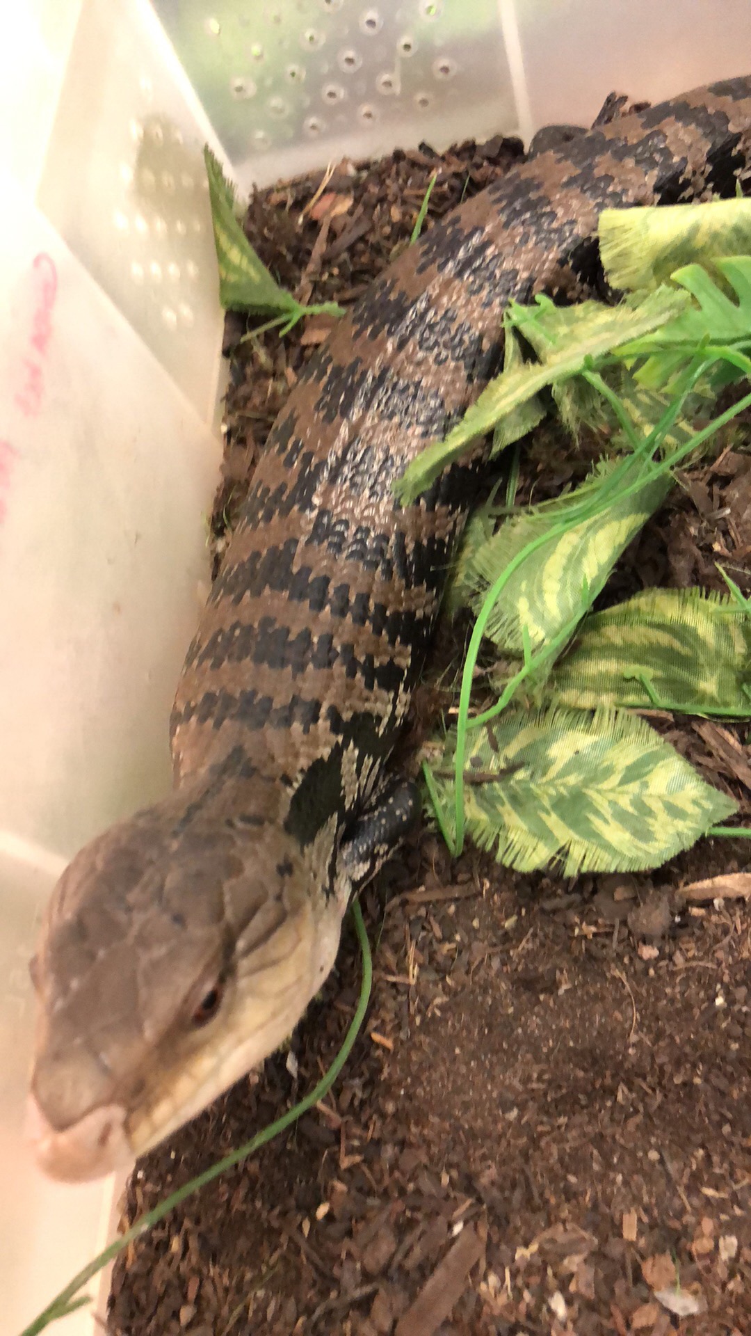 RepTylers We Bring The Zoo To You Brighton Reptile Parties Family